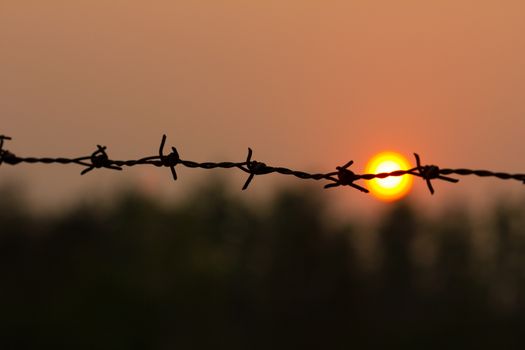 Barbed wire silhouette on sunset sky.