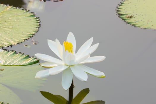 Water lily floating on lake.