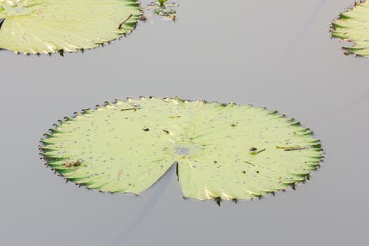 closedup green lotus leaves on water.