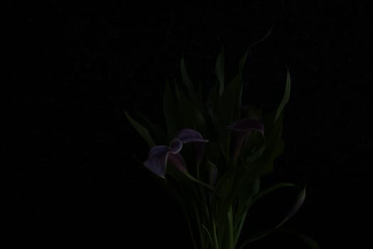 Silhouetted bouquet of purple calla lilies against black
