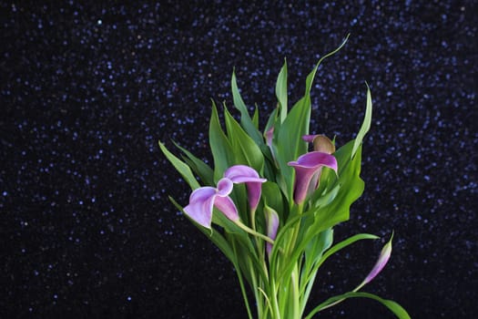 Bouquet of purple calla lilies against sequin fabric backdrop
