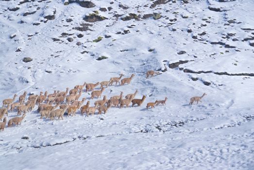 Herd of domestic alpacas on snow in high altitudes in peruvian Andes, south America