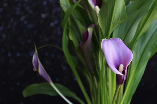 Bouquet of purple calla lilies against sequin fabric backdrop