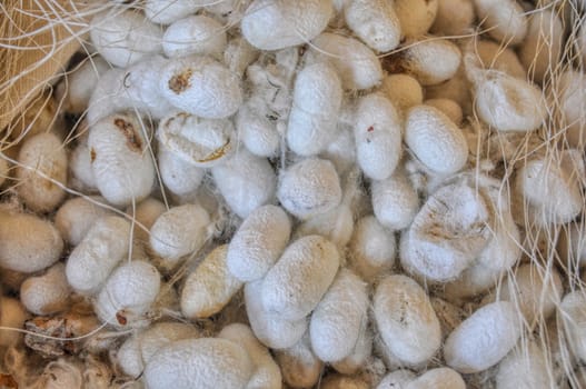 Cocoons used for silk production in Uzbekistan
