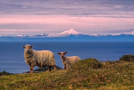 Picturesque view of sheep grazing on grassy hills in Chile