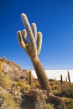 Huge cactus growing near white salt planes Salar de Uyuni in Bolivia