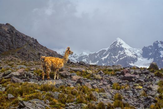Llama in high altitudes in south american Andes in Peru, Ausangate