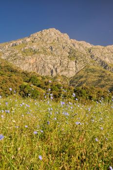 Flowering meadow and scenic peak in mountain range Tien-Shan in Kyrgyzstan