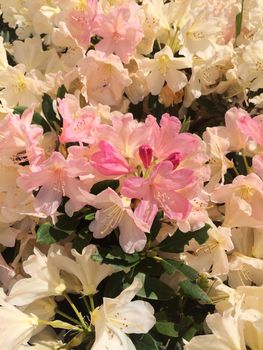 Sun drenched rhododendrons bush in full bloom