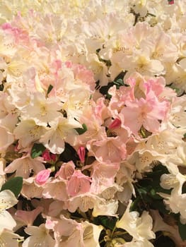 Sun drenched rhododendrons bush in full bloom