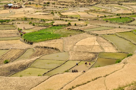 Scenic view of traditional agriculture in Nepal