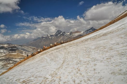 Caravan of mules in high altitudes of Himalayas mountains in Nepal