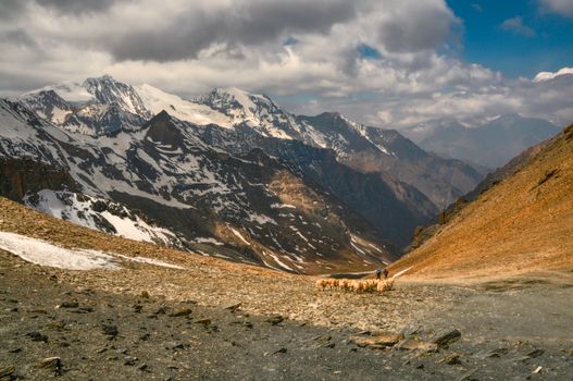 Sheep herd in valley of scenic Himalayas mountains in Nepal