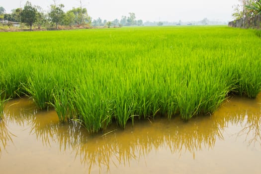 Paddy rice field at day time, Chiang rai, thailand.