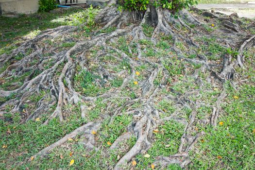 The root of the tree in the green grass