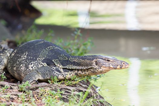 Closeup of monitor lizard - Varanus on green grass focus on the varanus eye