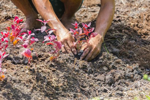 farmer's hands growing a young tree / save the world / heal the world / love nature, in strong sunshine