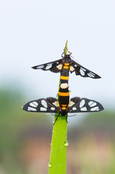 two dewy butterflies mate on rice plant.