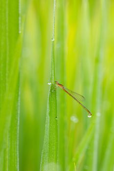 red dragonfly drinking dew in the morning in Thailand