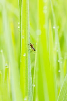 insect drinking dew in the background of green nature