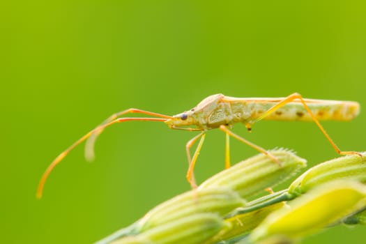 insect on an ear of rice, closeup, shallow depth of field, focusing on its eye