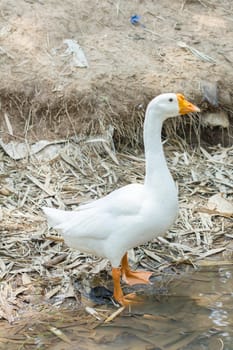 White goose by a river in Thailand.
