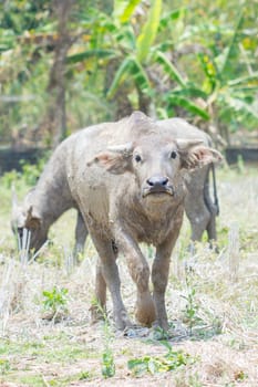 thai buffalo bull looking at the camera