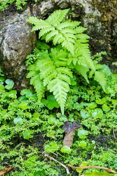 fresh green fern leaves on the sidewalk, closeup