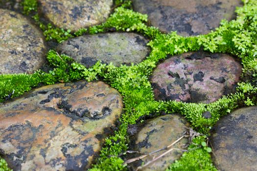 Moss trying to grow inbetween cobbled pavement in thailand