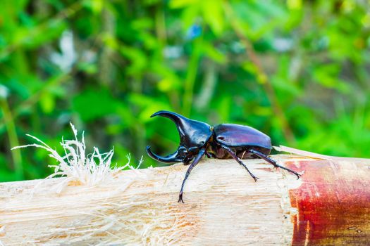 Thai rhinoceros beetle eating sugar cane