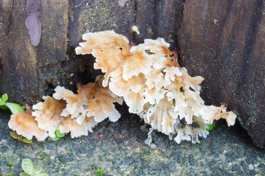 Mushroom on the corner of wooden wall