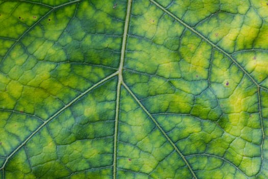 Abstract green leaf texture for background.