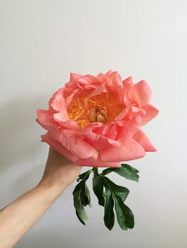 Holding a large coral peony