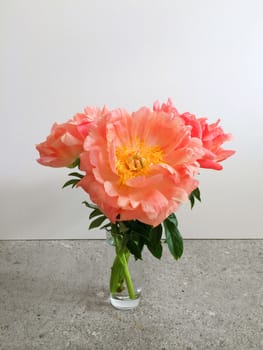 Bouquet of large coral peonies in a vase