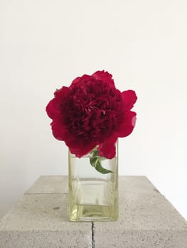 One large peony in a vase