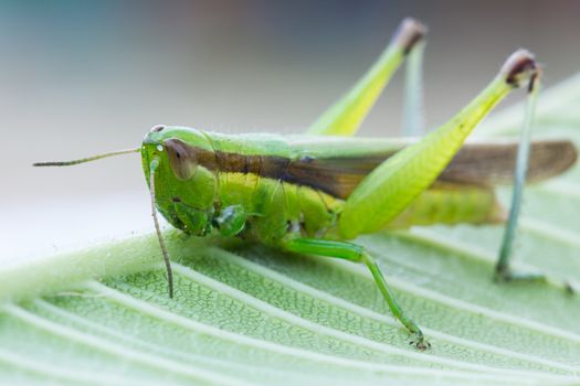 closeup of grasshopper on the leaf.