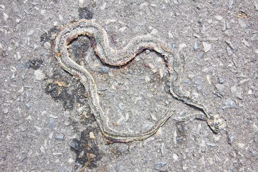 A flat dead snake on the road in thailand