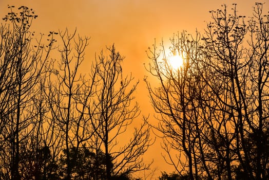 Dead tree in the sunset with a bright orange background