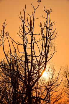 Dead tree in the sunset with a bright orange background