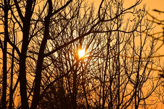 Dead tree in the sunset with a bright orange background