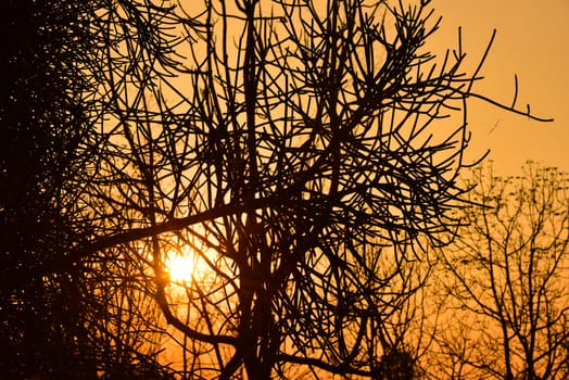 Dead tree in the sunset with a bright orange background