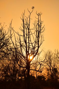 Dead tree in the sunset with a bright orange background