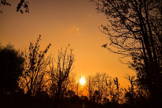 Dead tree in the sunset with a bright orange background