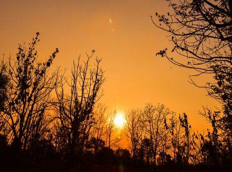Dead tree in the sunset with a bright orange background
