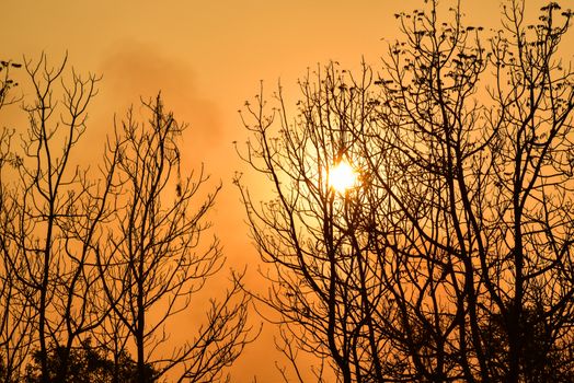 Dead tree in the sunset with a bright orange background