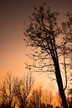 Dead tree in the sunset with a bright orange background