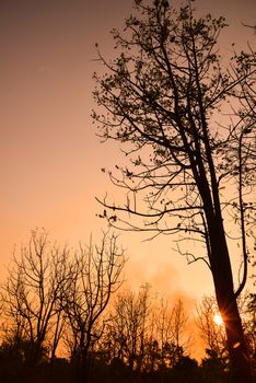 Dead tree in the sunset with a bright orange background