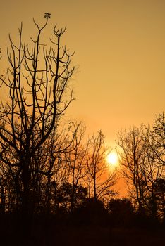 Dead tree in the sunset with a bright orange background