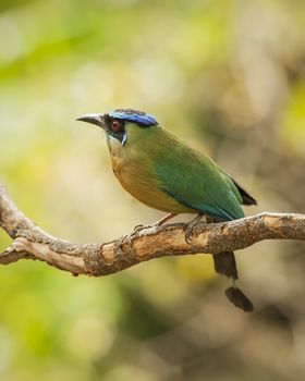 Blue-crowned motmot perched on a branch in Costa Rica.