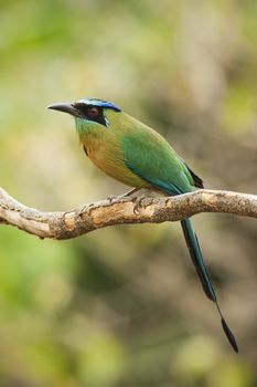 Blue-crowned motmot perched on a branch in Costa Rica.